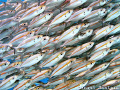   Queue Canon G7 Internal flash  